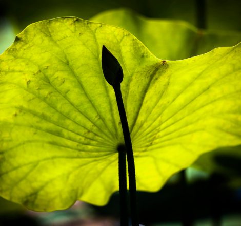 Ineficiența Ginkgo biloba în tulburările de memorie