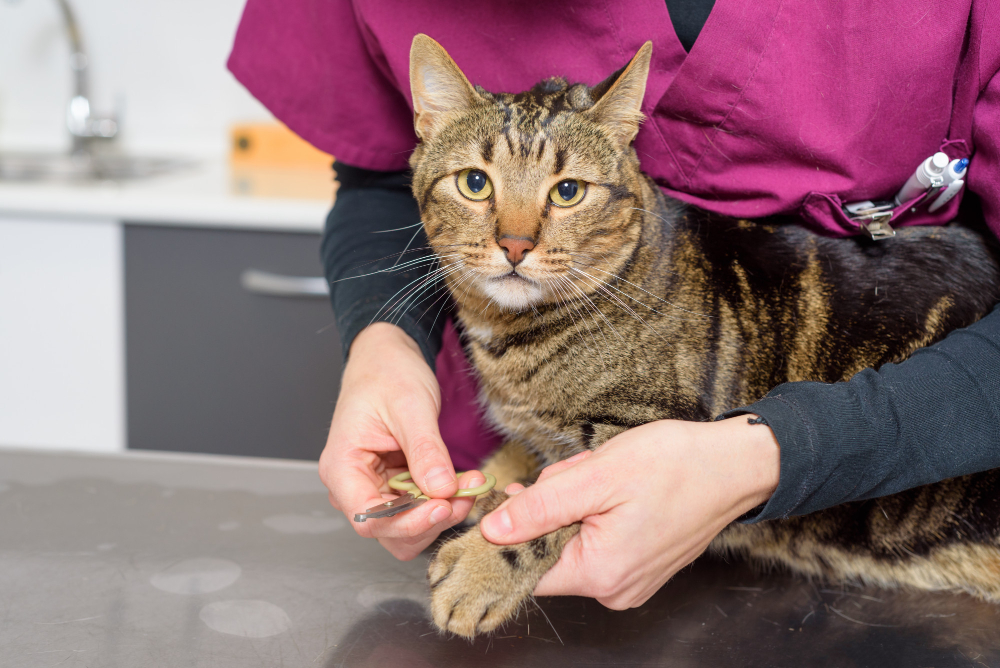 Cum să previi și să tratezi bolile digestive la pisici